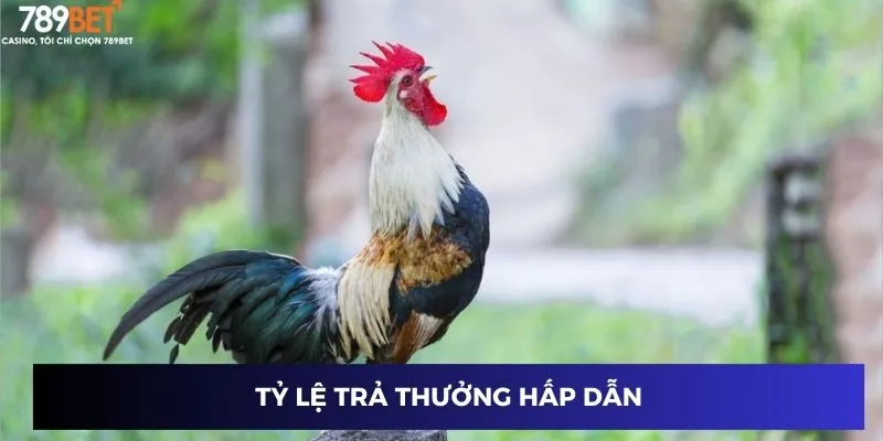 Tỷ lệ trả thưởng hấp dẫn